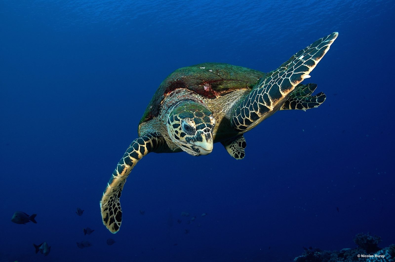 Snorkeling with Turtles