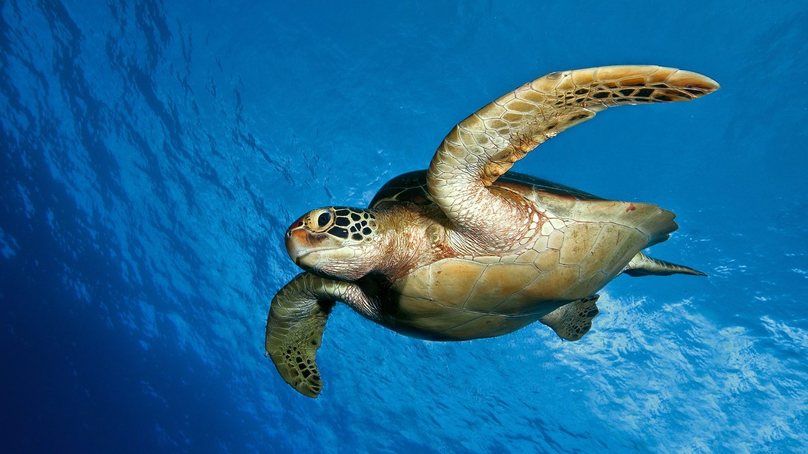 Turtle + Wrecks Snorkeling