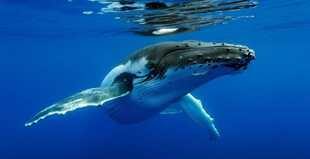 Whale Watching