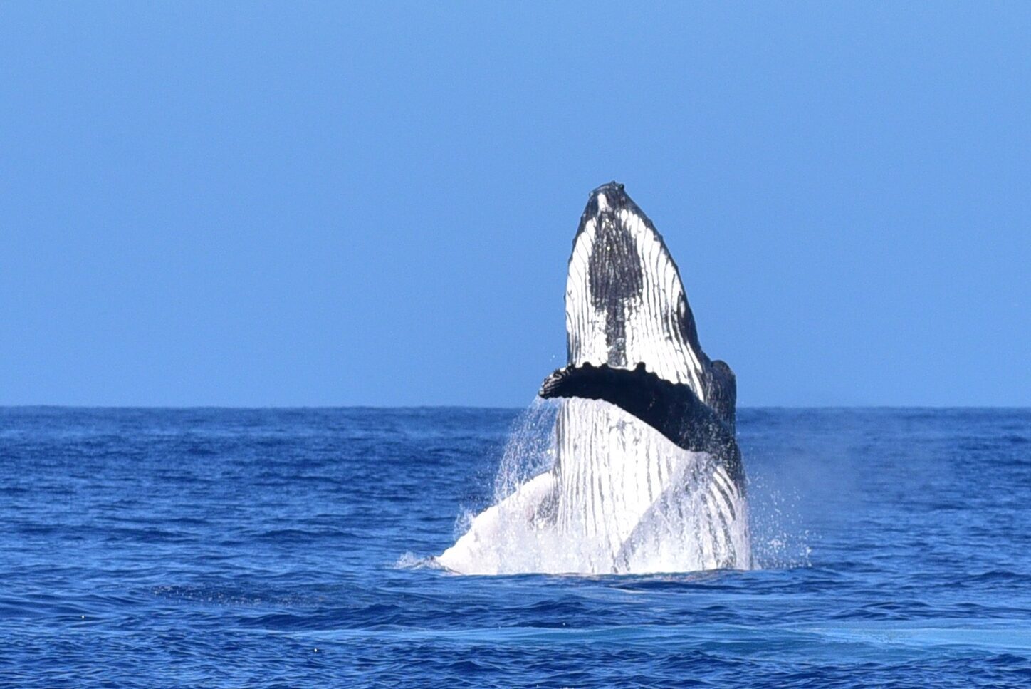 Humpback whale breaching with a dramatic splash, Tahiti