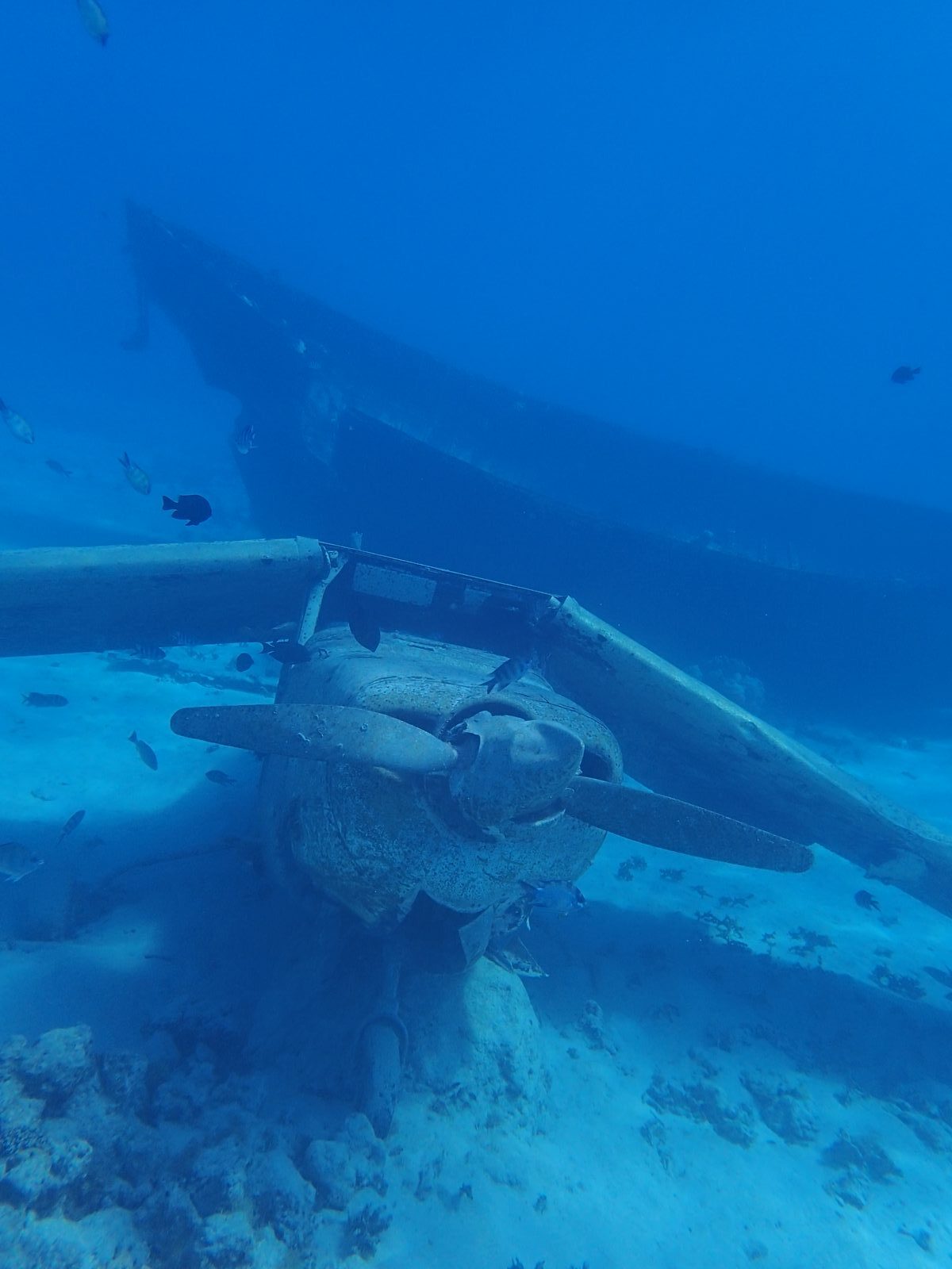 Wrecks Snorkeling — “The Aquarium”